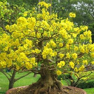 Meet your Posher, Phuong